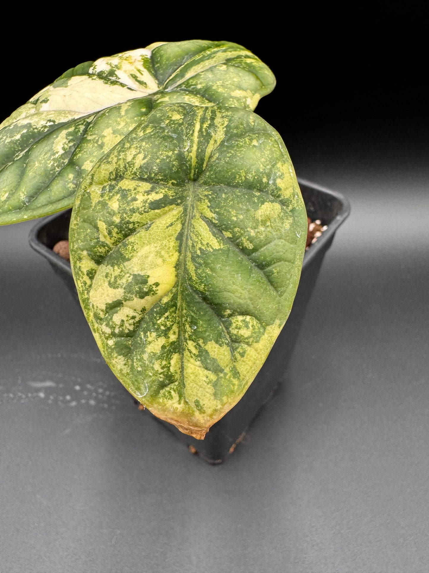 Alocasia Dragon Scale Albo