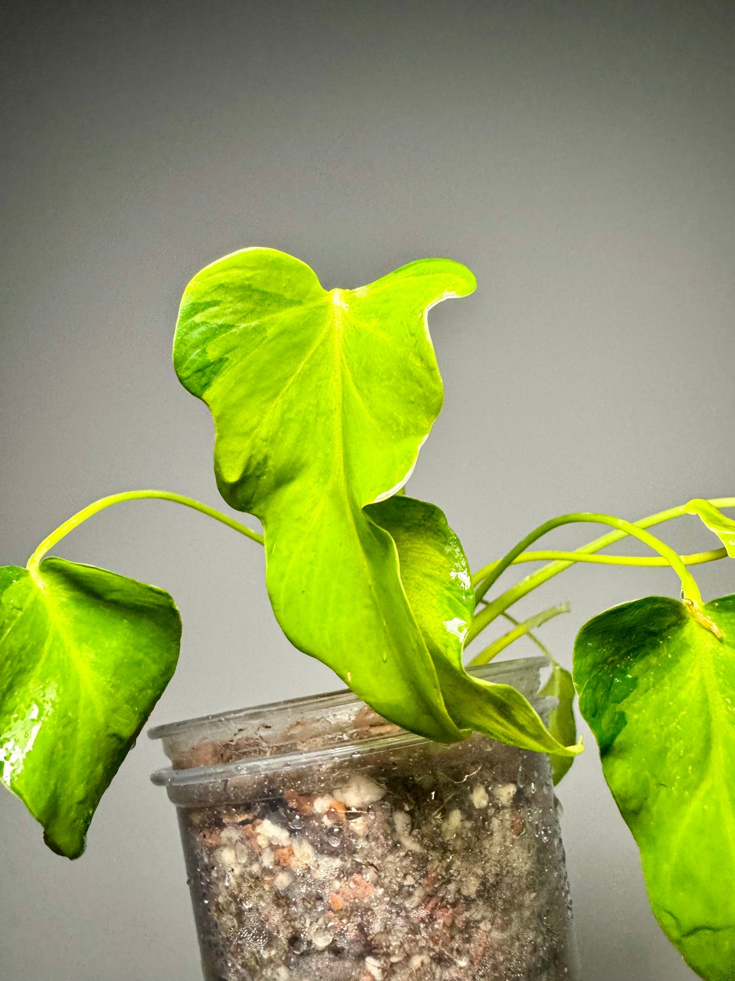 Philodendron Xanadu Variegata Green and White Plants
