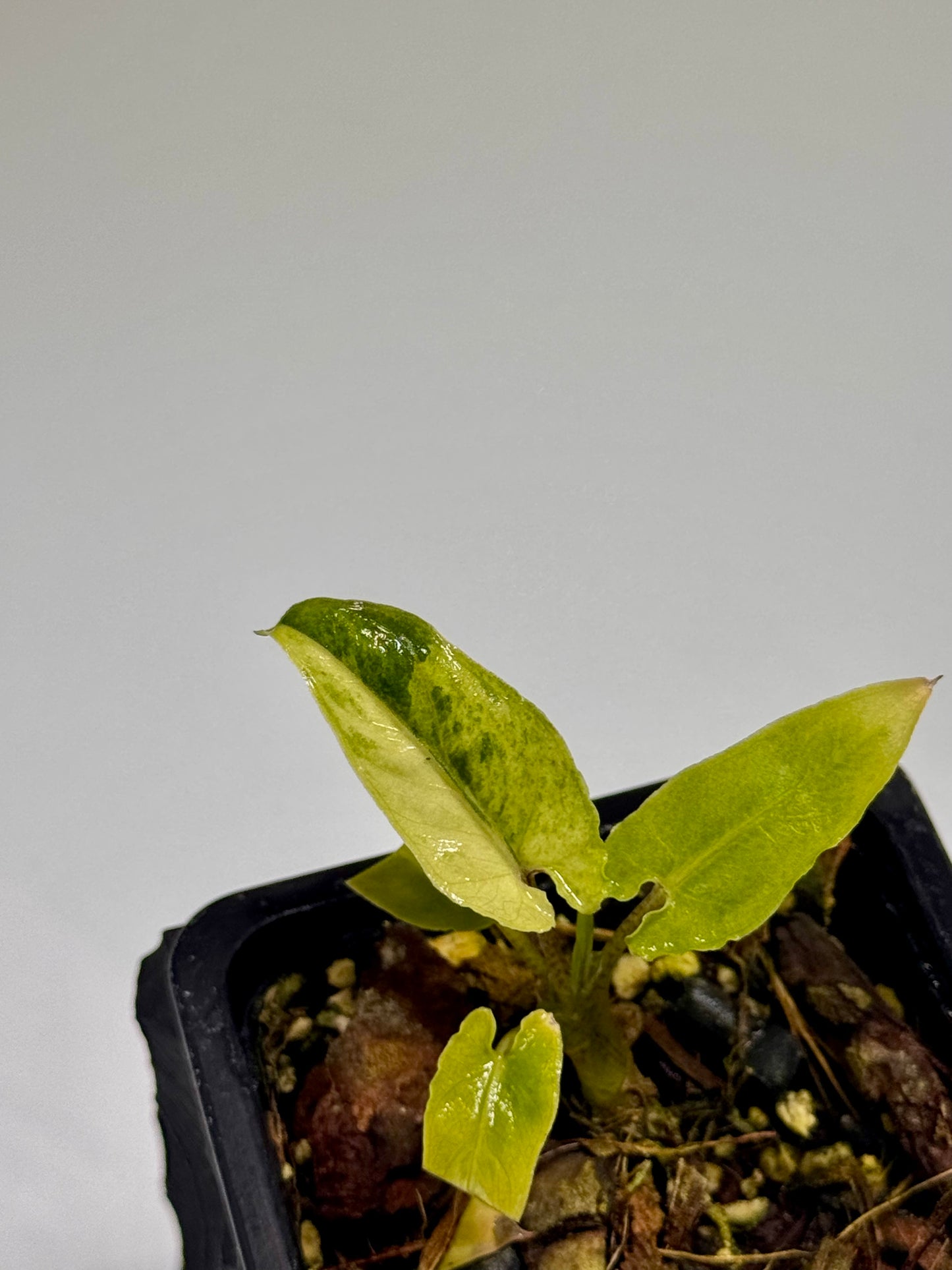 Alocasia Lauterbachiana Mint