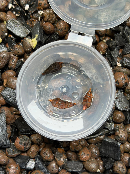Alocasia Longiloba Mint Mutation - Bulbe