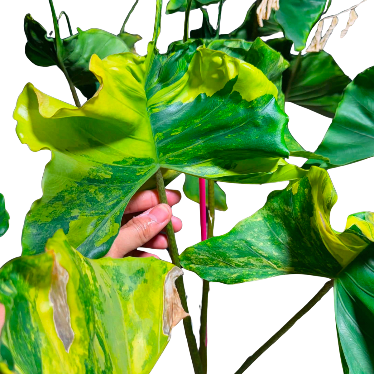 Alocasia Stingray Aurea - Bulbe