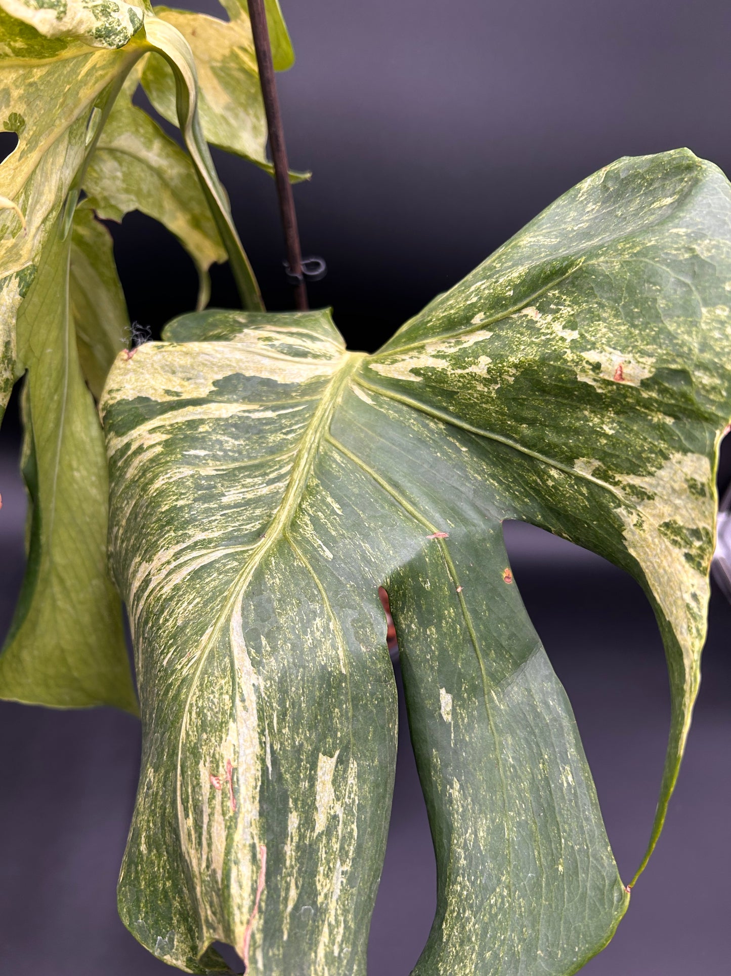 Monstera Ocean Mint