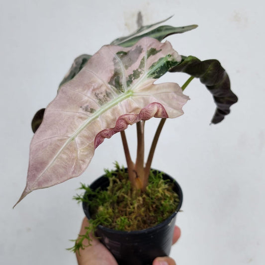 Alocasia Amazonica Albo/Pink Green and White Plants