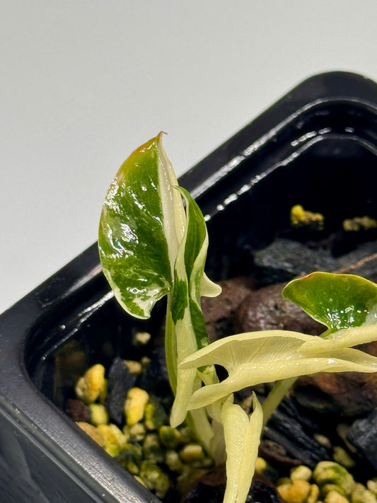 Alocasia Cucullata Crinkless Albo