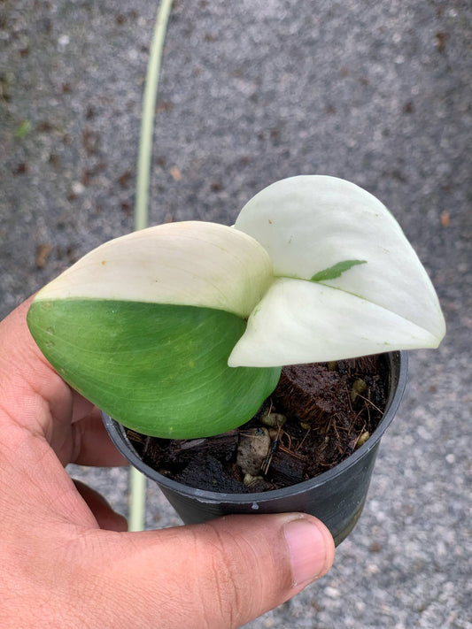 Scindapsus Moonlight Albo Variegata - Delivery 15 days