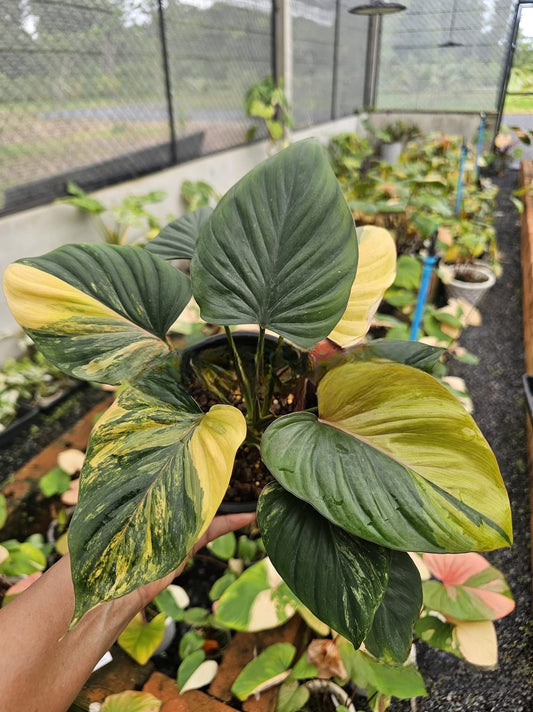 Homalomena Amber Naka Variegata - Delivery 15 days
