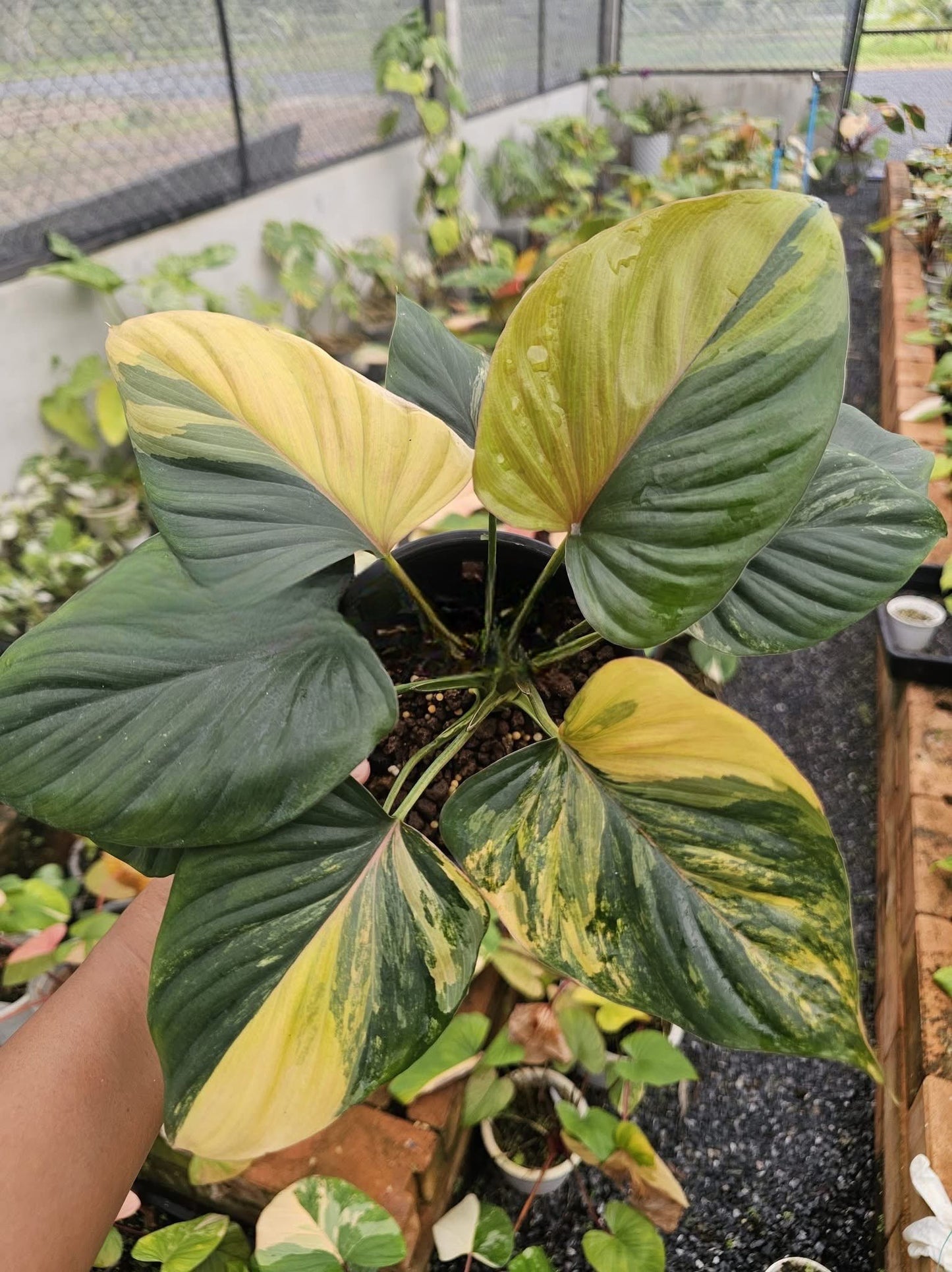 Homalomena Amber Naka Variegata - Livraison 30 jours