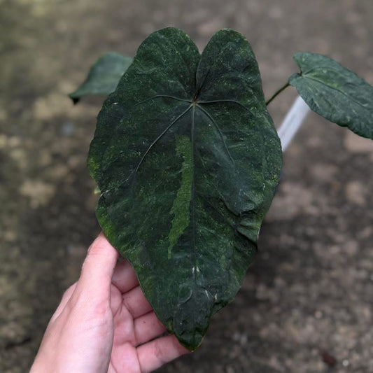 Anthurium Anthurium Dressleri x Red dark phoenix (Variegata mutation) - Delivery 15 days