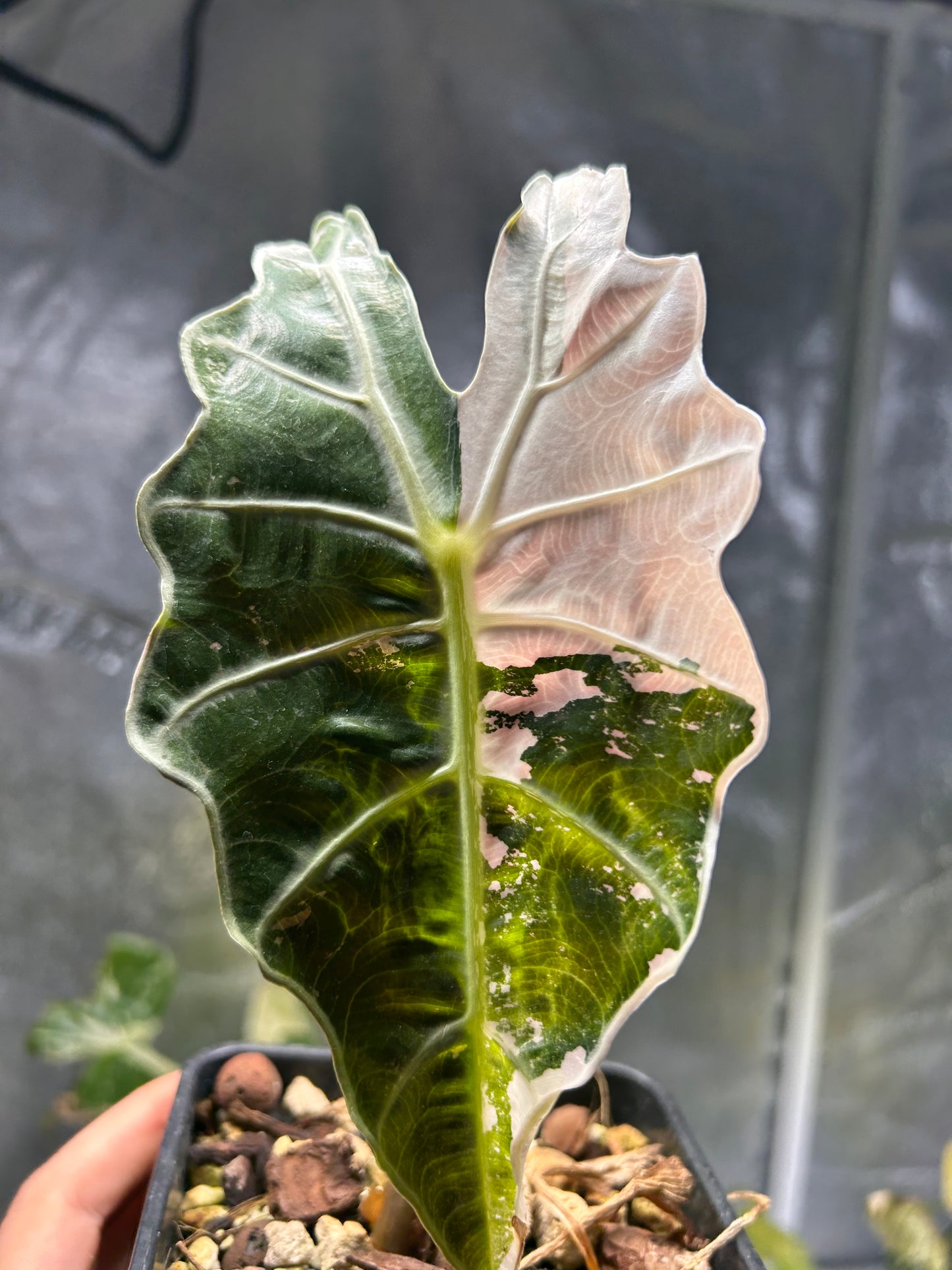 Alocasia Amazonica Albo Pink Variegata - Zwiebel