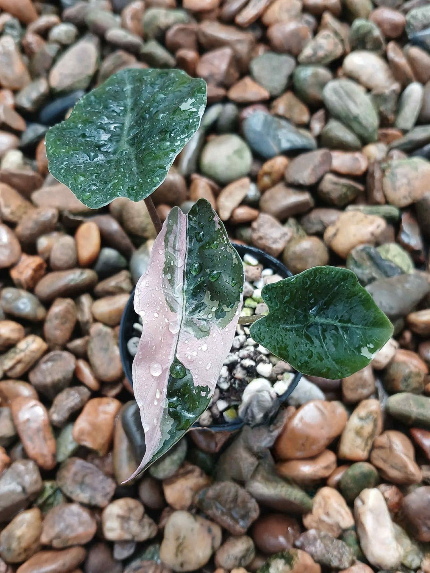 Alocasia Chantrieri Albo/Pink Variegata - Livraison 30 jours