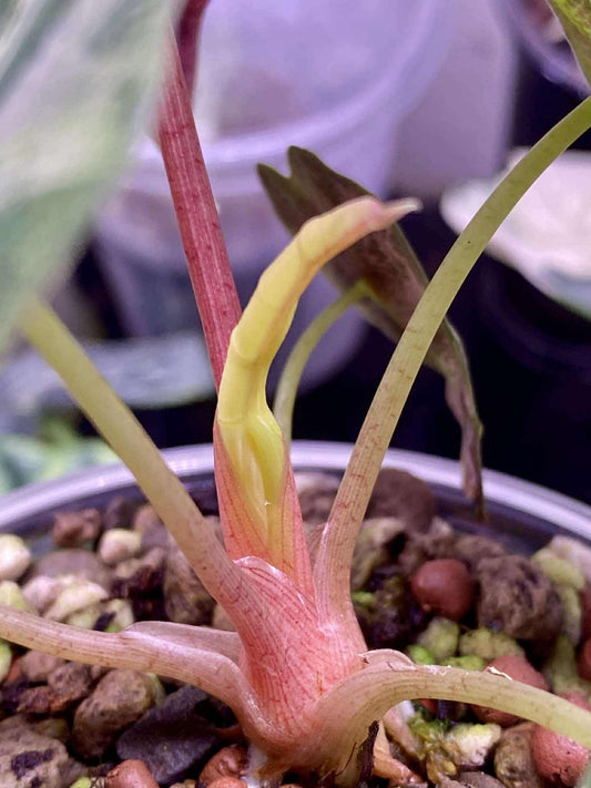 Alocasia Chantrieri Pink / Alocasia Sanderiana Bull - Sur Mesure