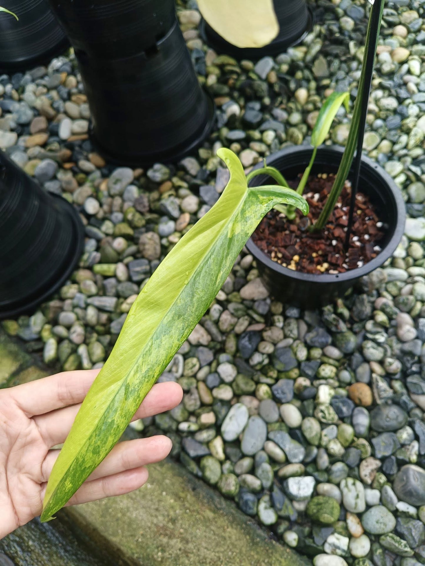 Philodendron Holtonianum Aurea Var. - Livraison 30 jours