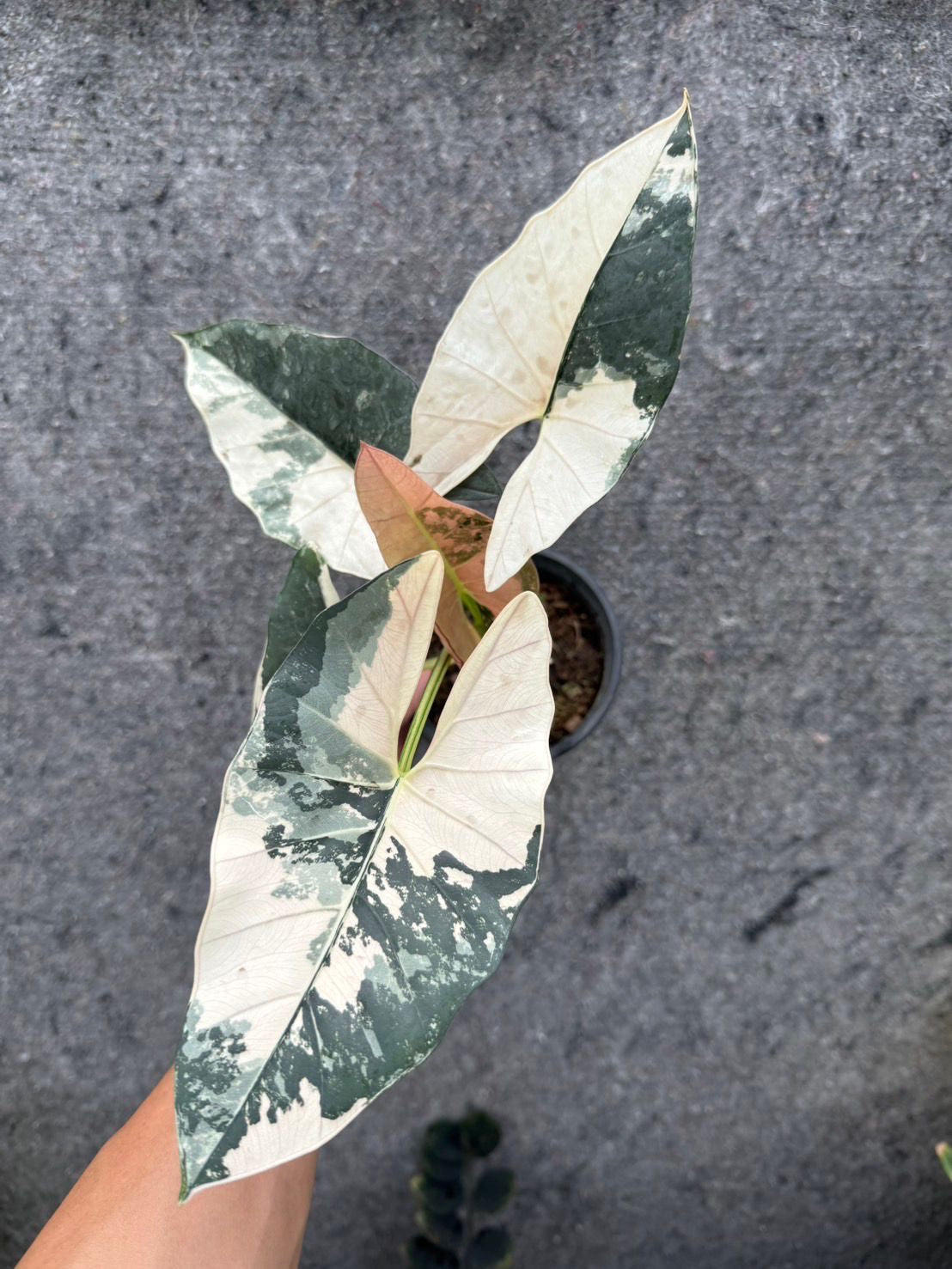 Alocasia Scabriuscula Pink Variegata - PRÉ-COMMANDE Green and White Plants