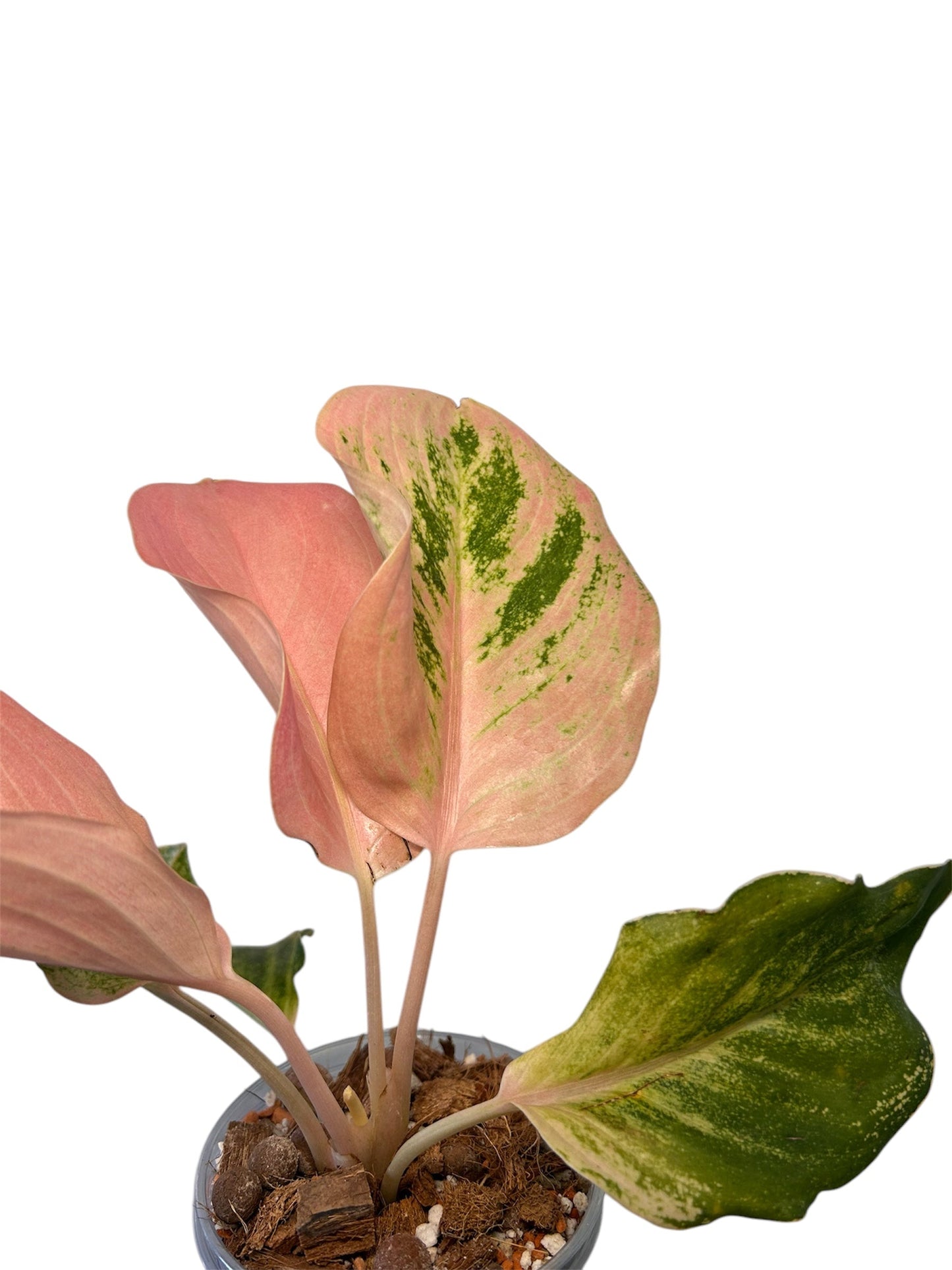 Aglaonema Kumlaingoenkumlaithong Green and White Plants