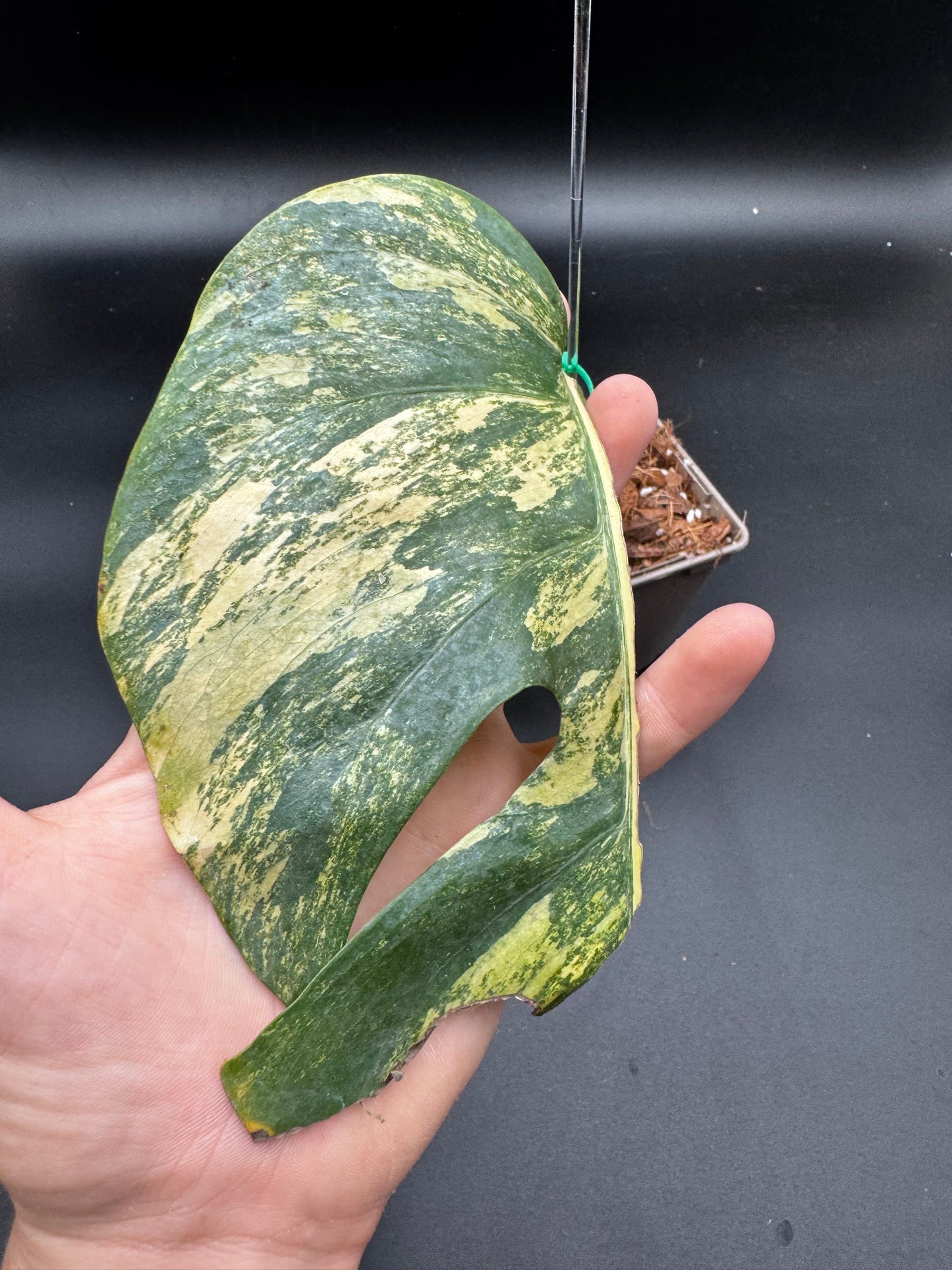 Monstera Borsigiana Aurea variegata