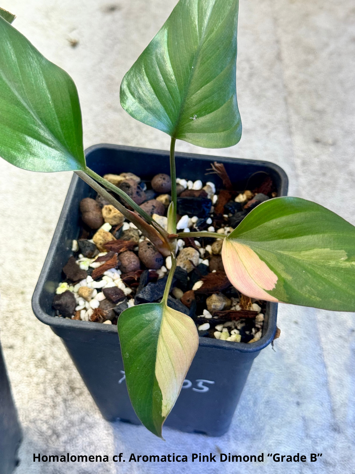 Homalomena cf. Aromatica « Pink Diamond » Lot 2