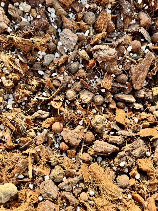 Substrat Aracée Hémiépiphyte Professionnel (Monstera, Philodendron,..) Green and White Plants