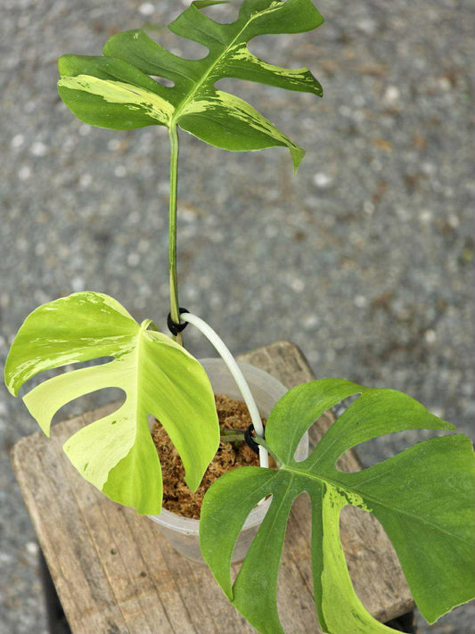 Monstera Deliciosa Light Lime - Delivery 15 days