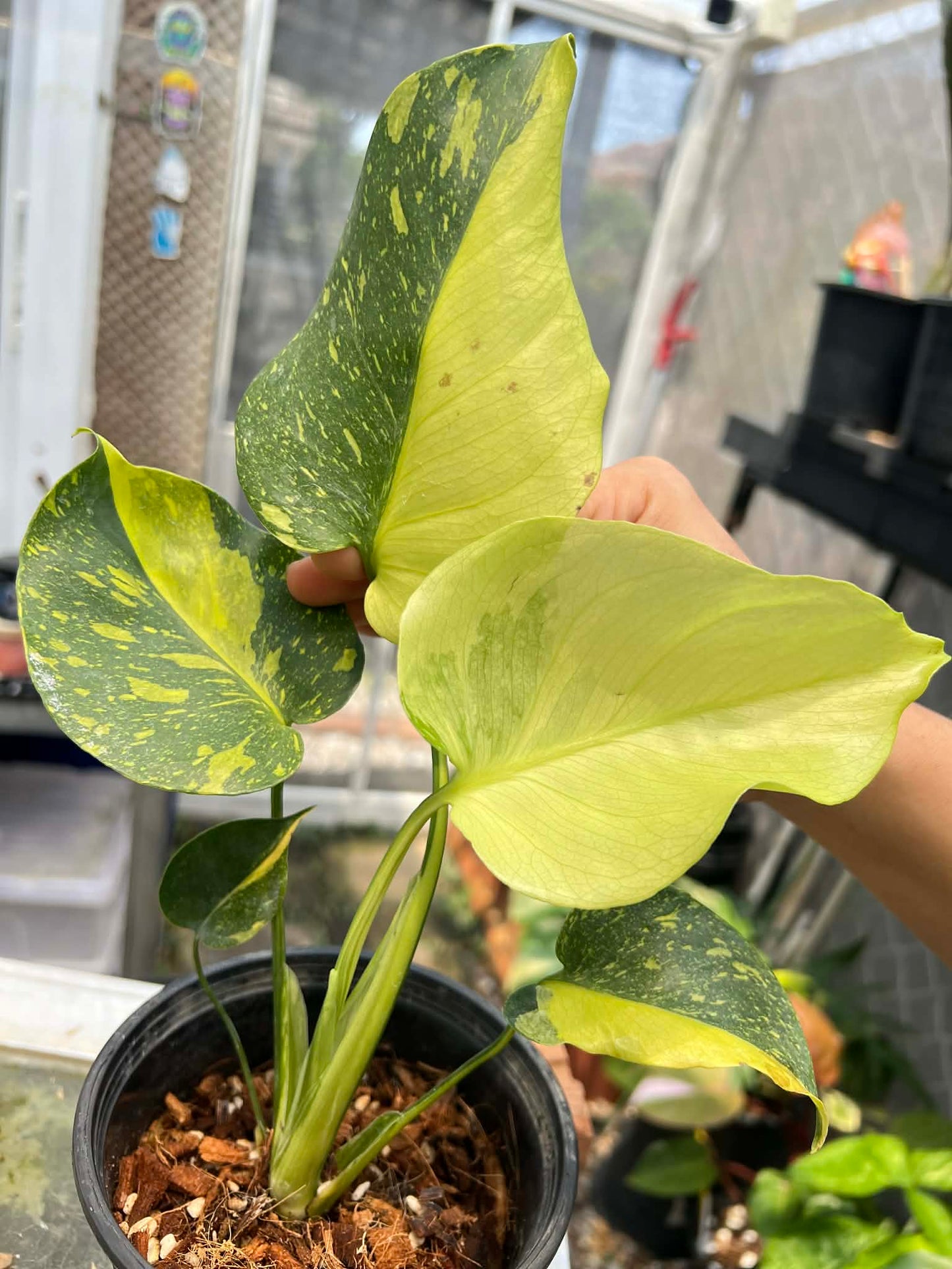 Monstera Electrolight King