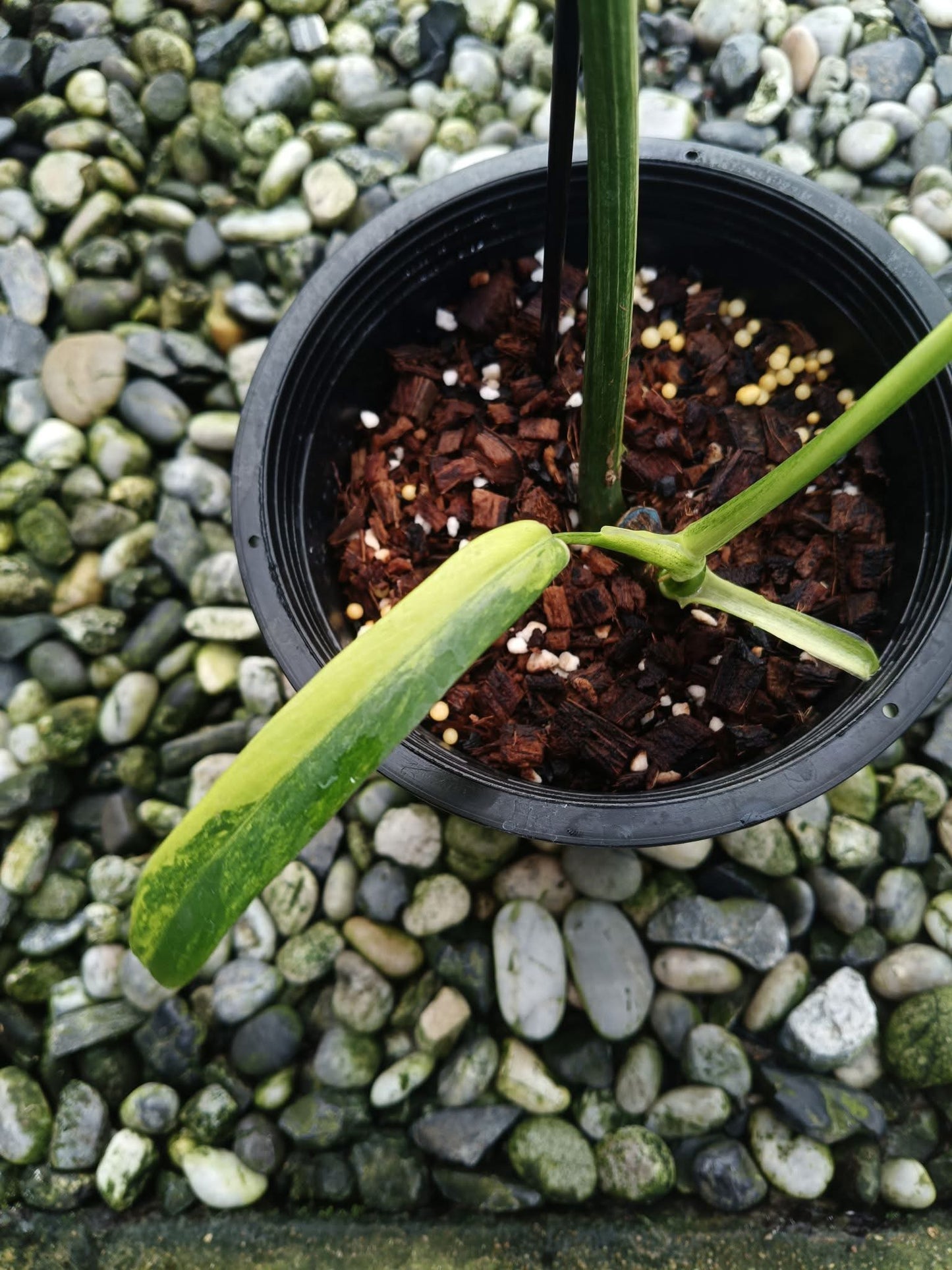 Philodendron Holtonianum Aurea Var. - Livraison 30 jours