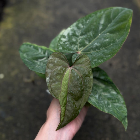Anthurium Kunayalense x Red dark phoenix