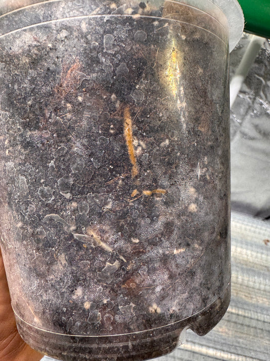 Epipremnun Pinnatum Gold Flame Variegata