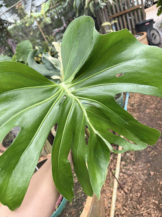 Monstera Deliciosa Concorta Albo Variegata - Delivery 15 days