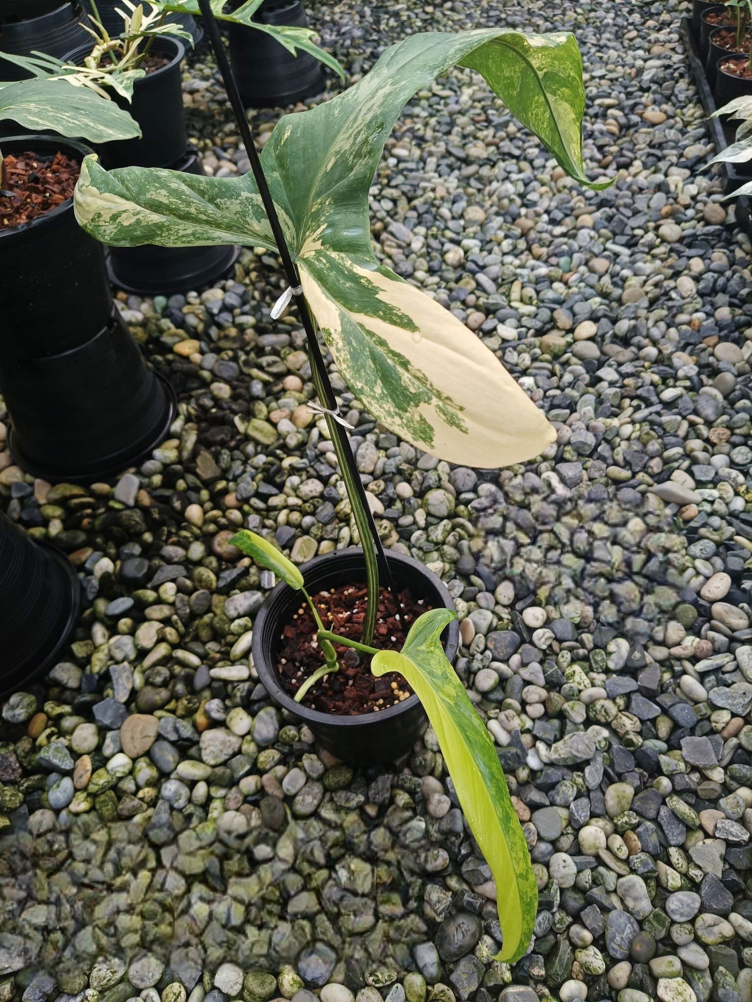 anthurium holtonianum Philodendron Holtonianum Aurea Variegata