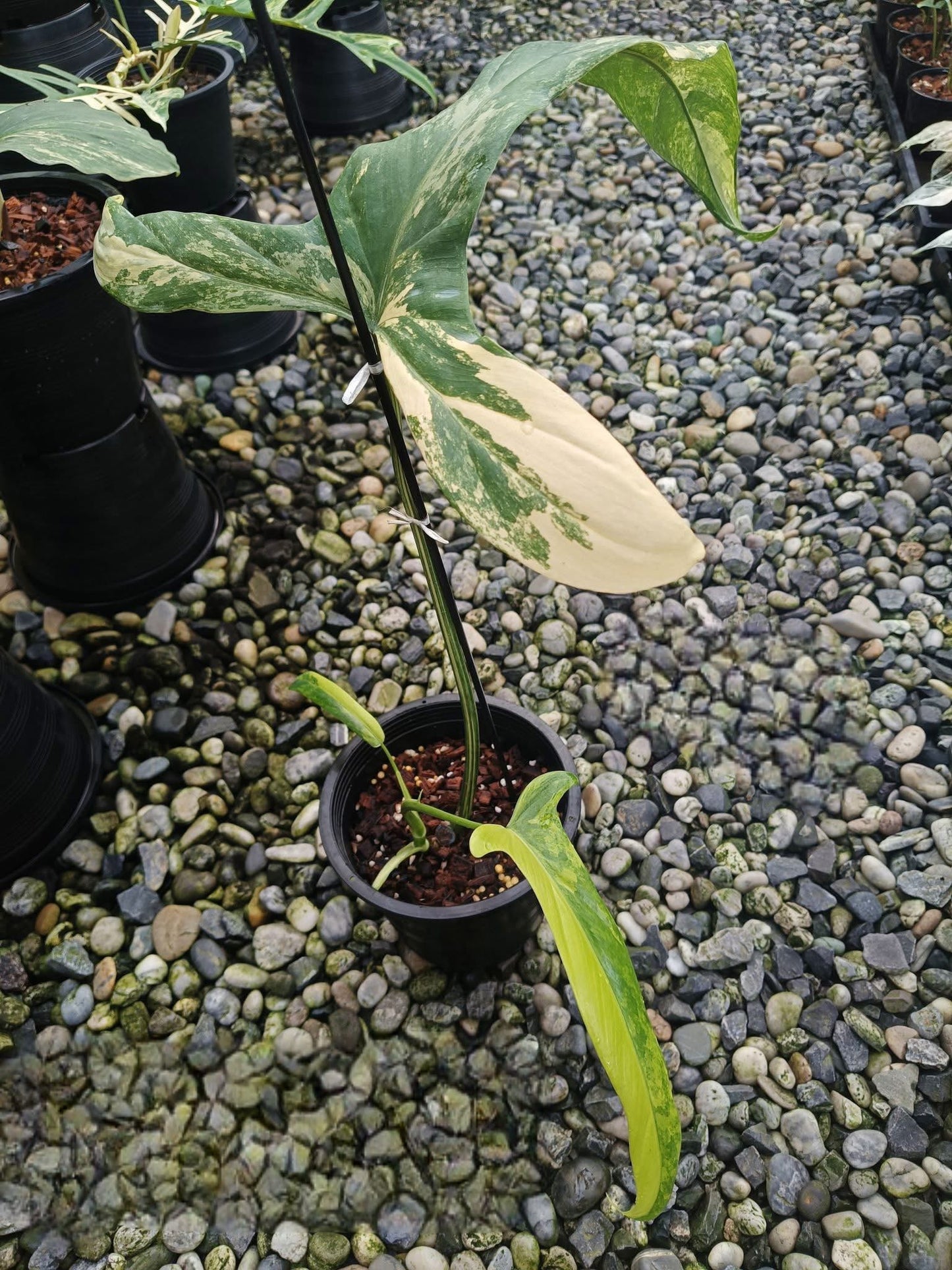 Philodendron Holtonianum Aurea Var. - Livraison 30 jours