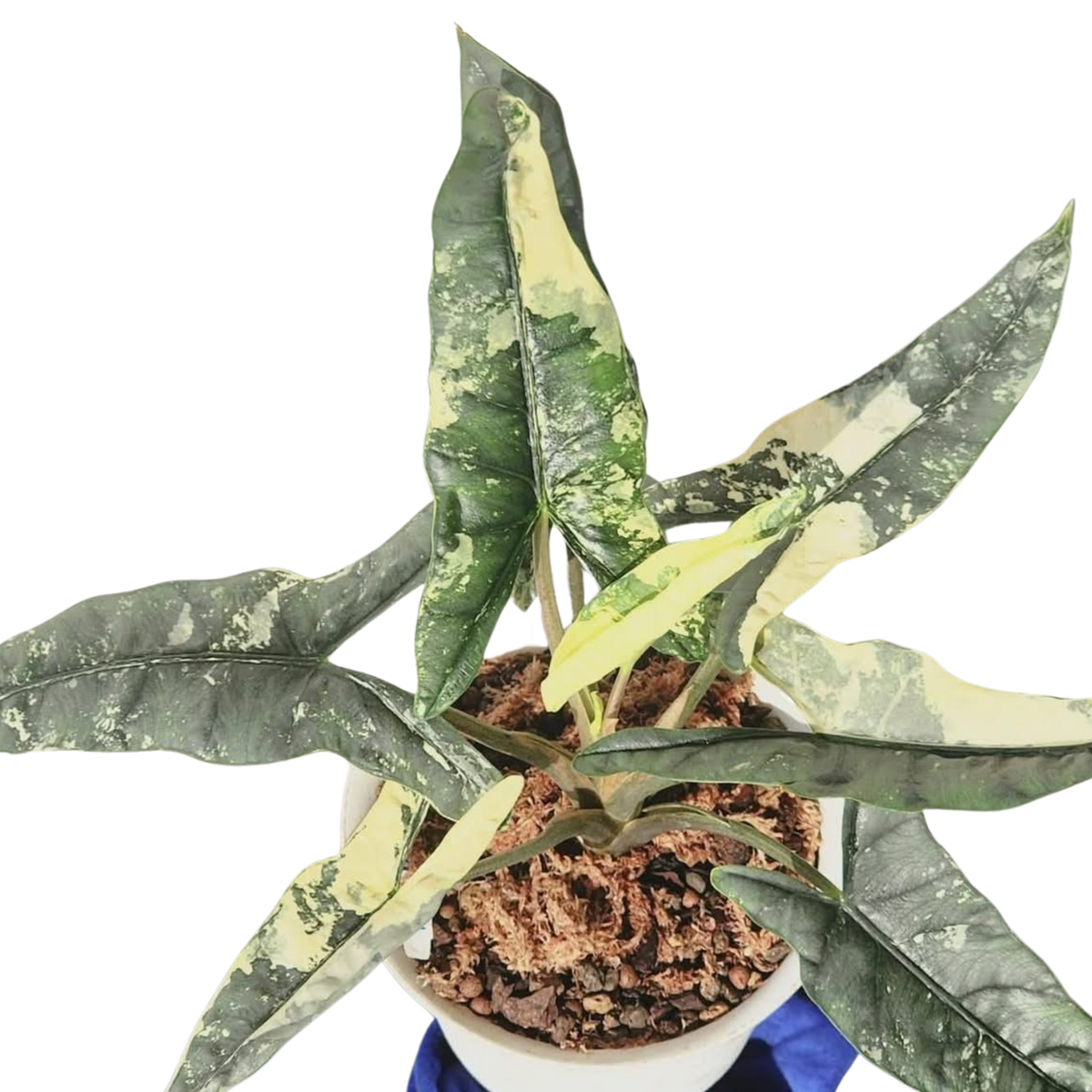 Alocasia Metallic Blue Albo - Bulbe