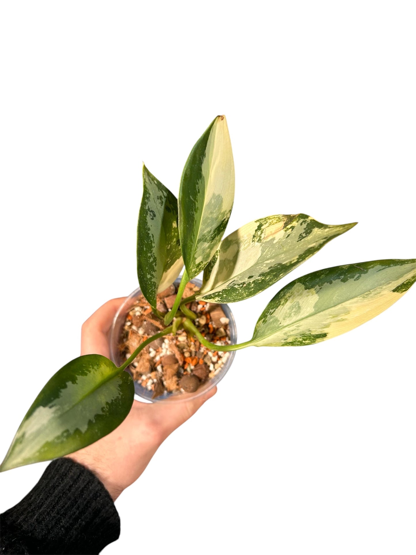 Aglaonema Suvarnnaphumi Variegata Green and White Plants