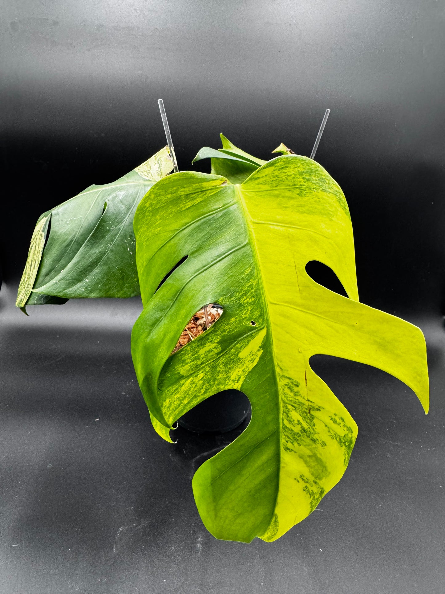 Monstera Aurea Variegata