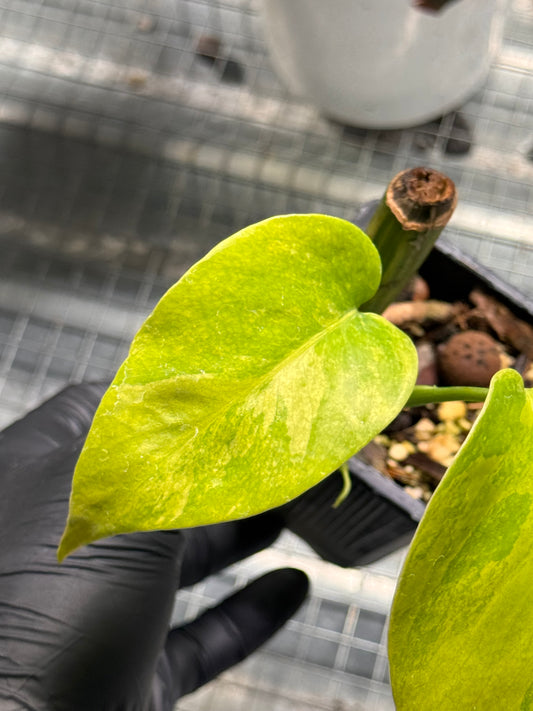 Monstera Borsigiana Aurea - Cutting