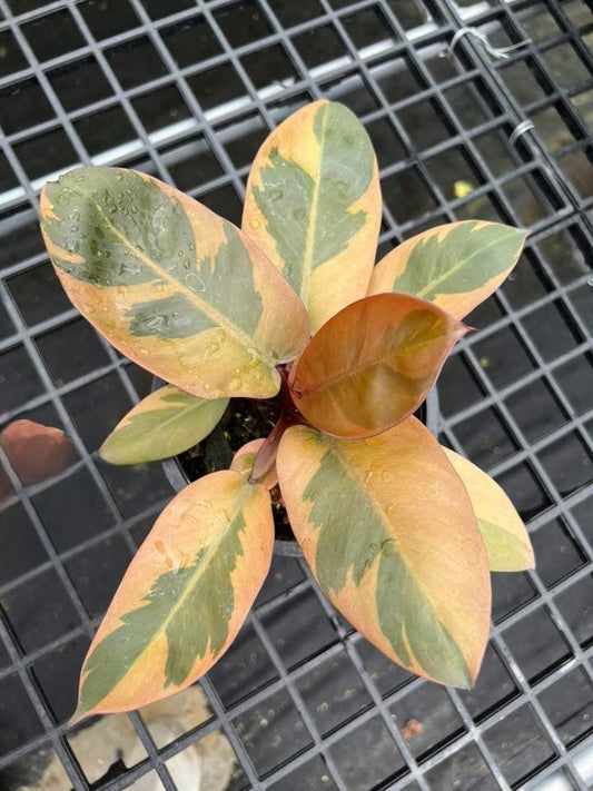 Philodendron Black Cardinal No.2 - Delivery 15 days