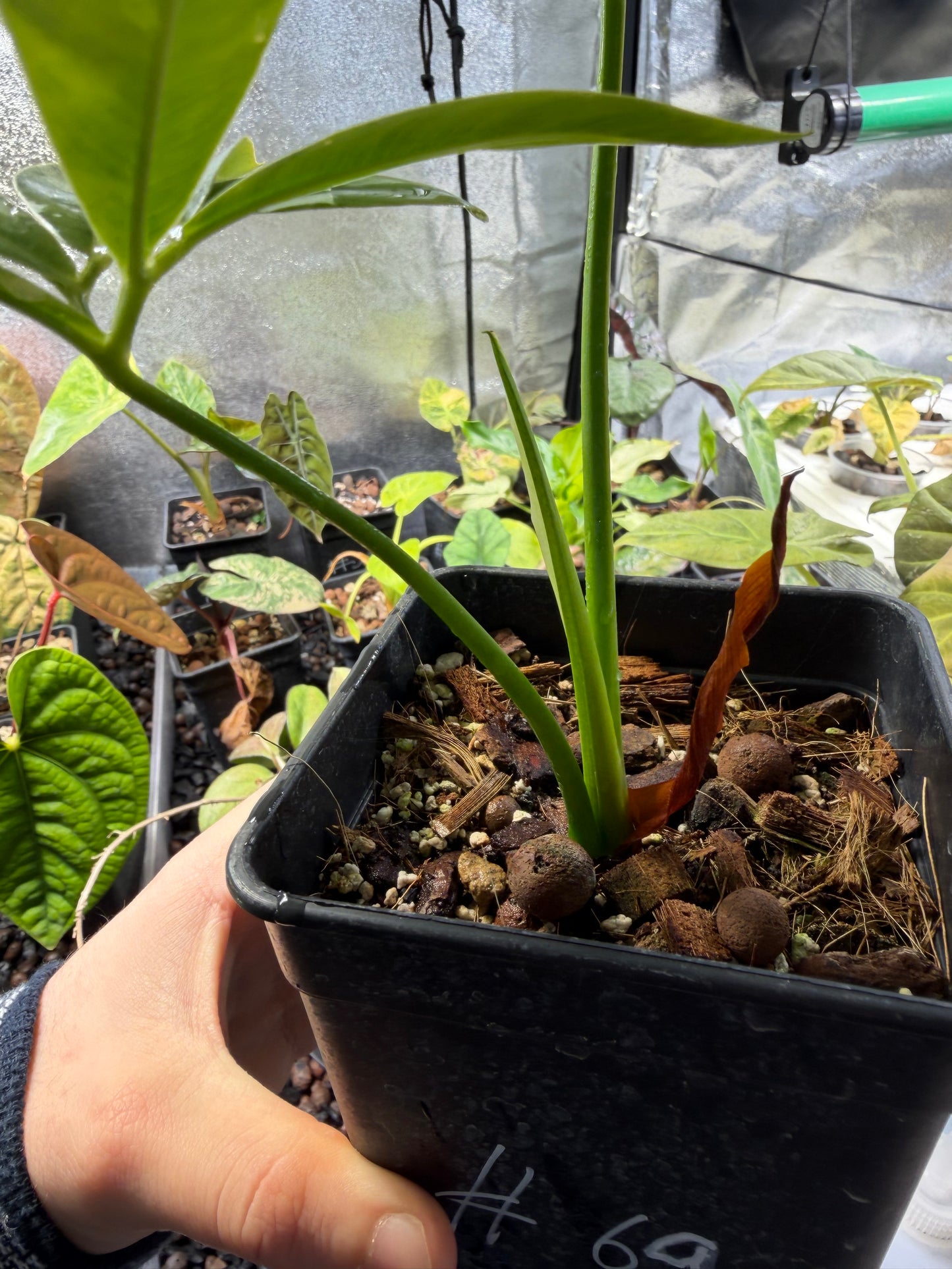 Philodendron Goeldii Variegata