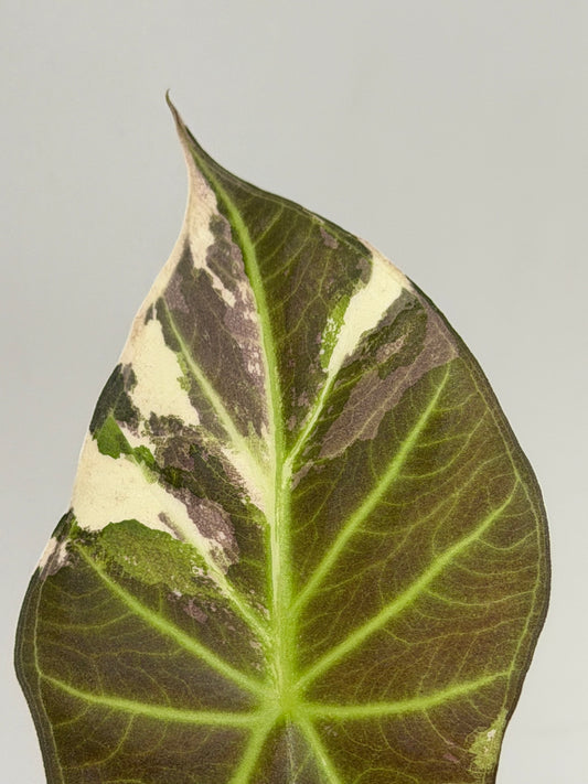 Alocasia Regal Shield Albo/Pink Variegata