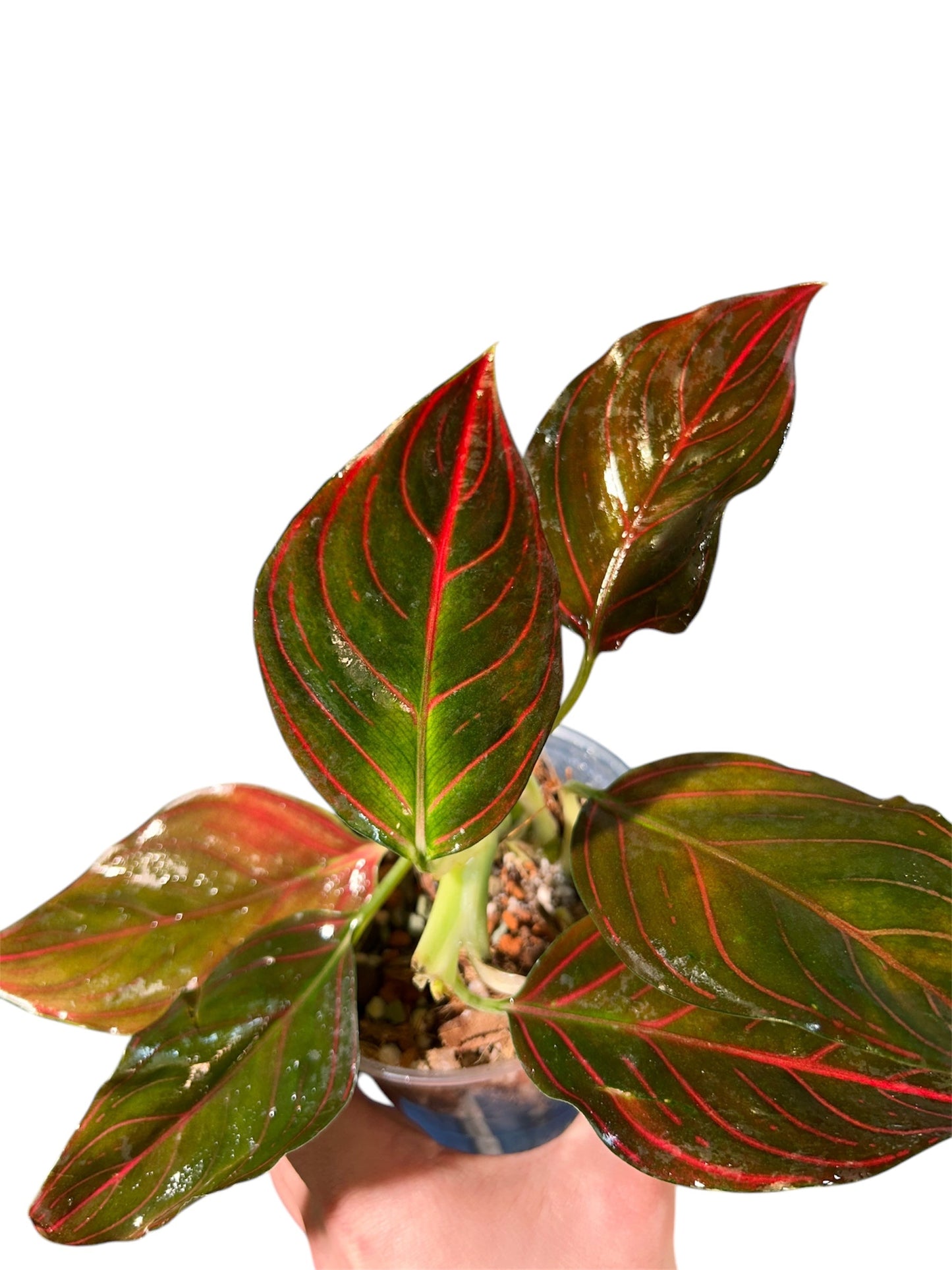 Aglaonema Red Vein Green and White Plants