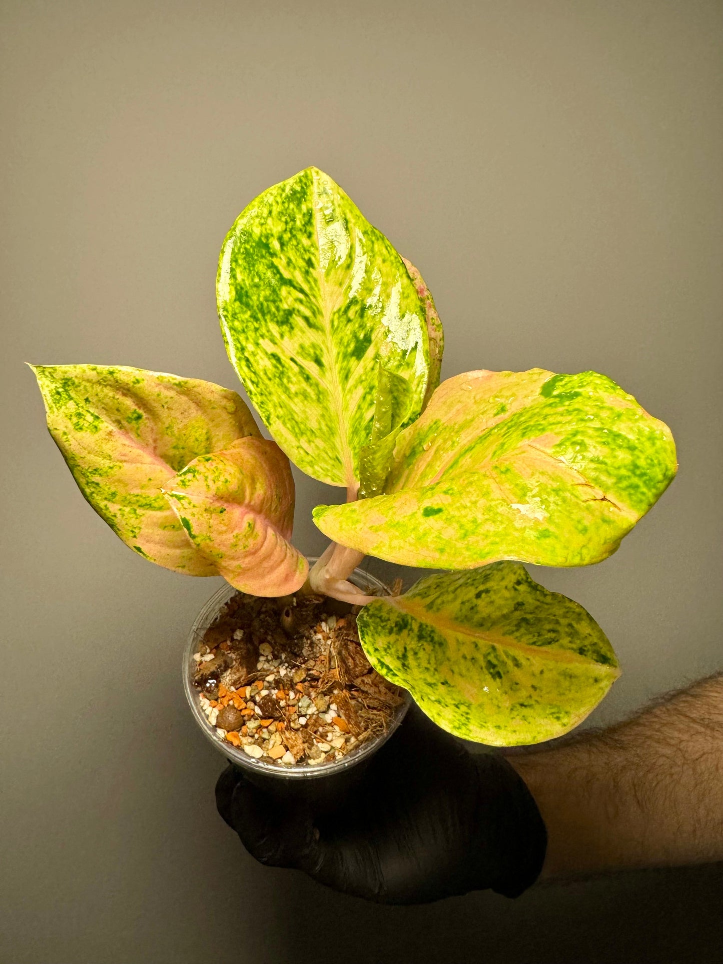 Aglaonema Kumlaingoenkumlaithong Green and White Plants