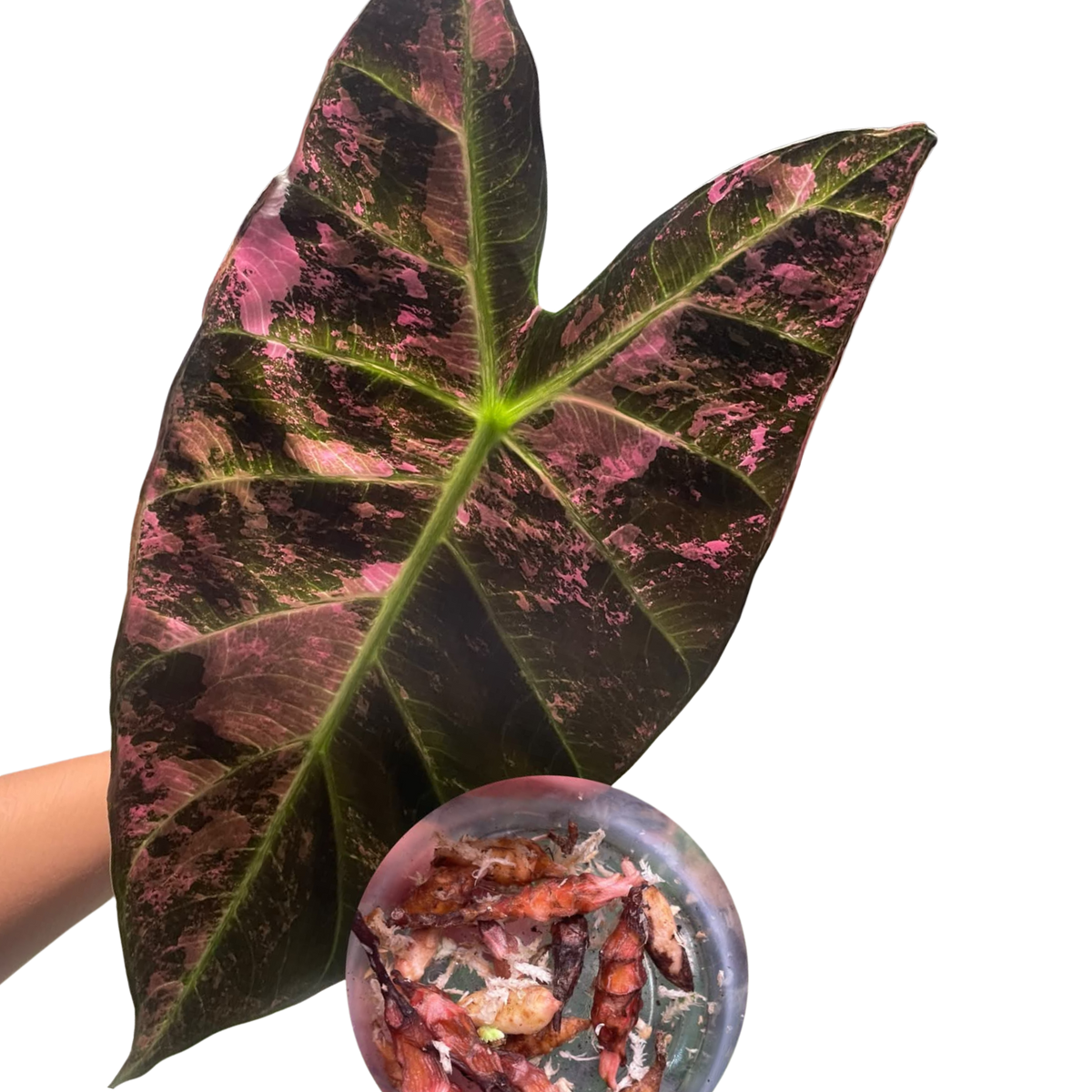 Alocasia Pink Dragon Mutation - Bulbe