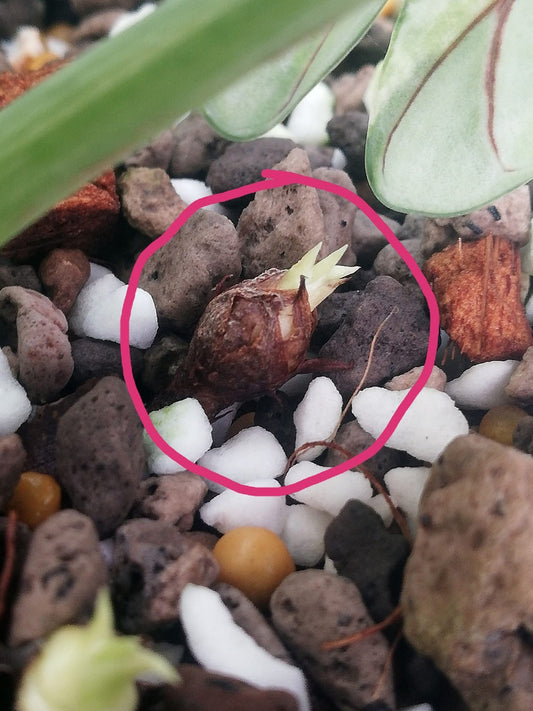 Alocasia Silver Dragon Albo Variegata Bulb - Delivery 15 days