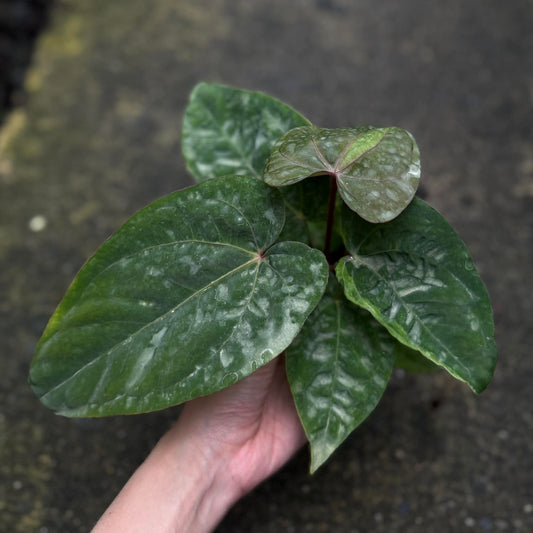 Anthurium Kunayalense x Red dark phoenix