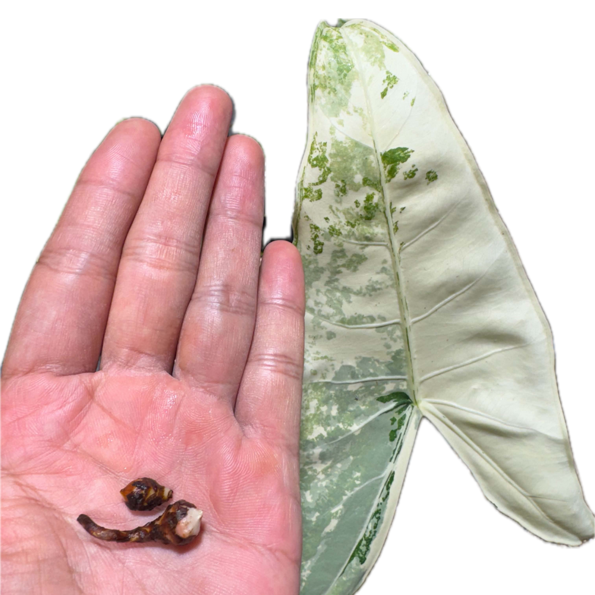 Alocasia Zebrina Albo - Bulbe