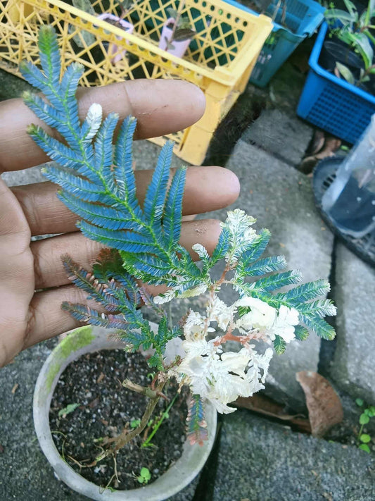 Mimosa Pudica Albo Variegata - Sur Mesure
