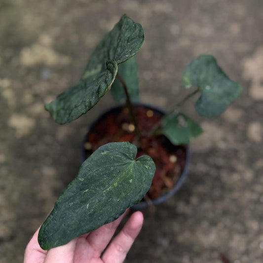 Anthurium Anthurium Dressleri x Red dark phoenix (Variegata mutation)