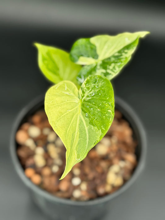 Sur mesure - Albo Wagyu, Aurea Wagyu, Scalprum, crinkless, bulbe nobilis Silver (offert) Green and White Plants