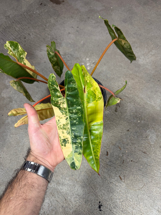 Philodendron Billitiae Variegata
