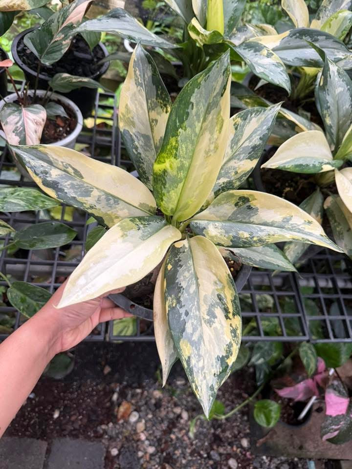 aglaonema airport Aglaonema Suvarnabhumi – Rare cream and green variegated plant – Green and White Plants