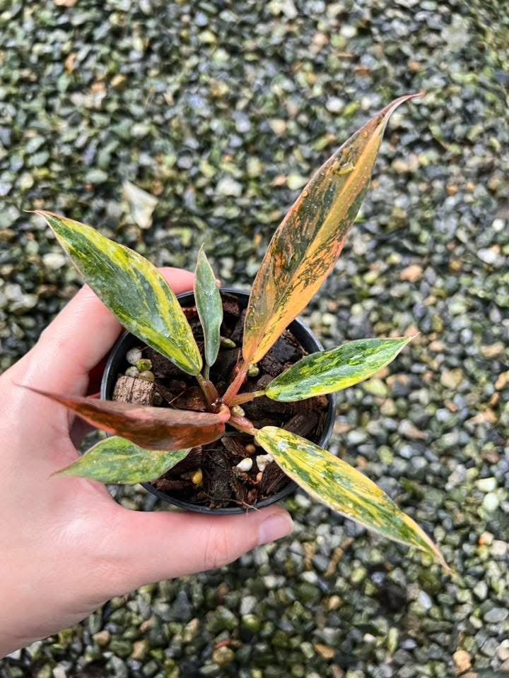 Philodendron Caramel « Marble Fire Tiger » - Livraison 30 jours
