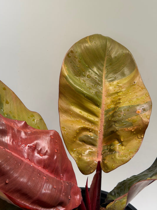 Philodendron Black Cardinal No.1