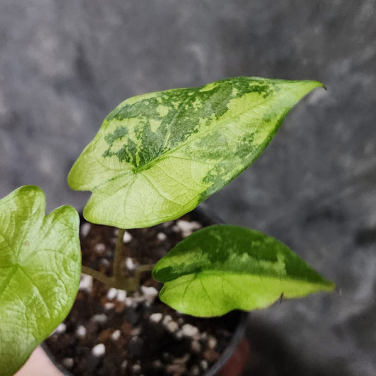 Alocasia Flemingiana Aurea Variegata - Précommande Green and White Plants